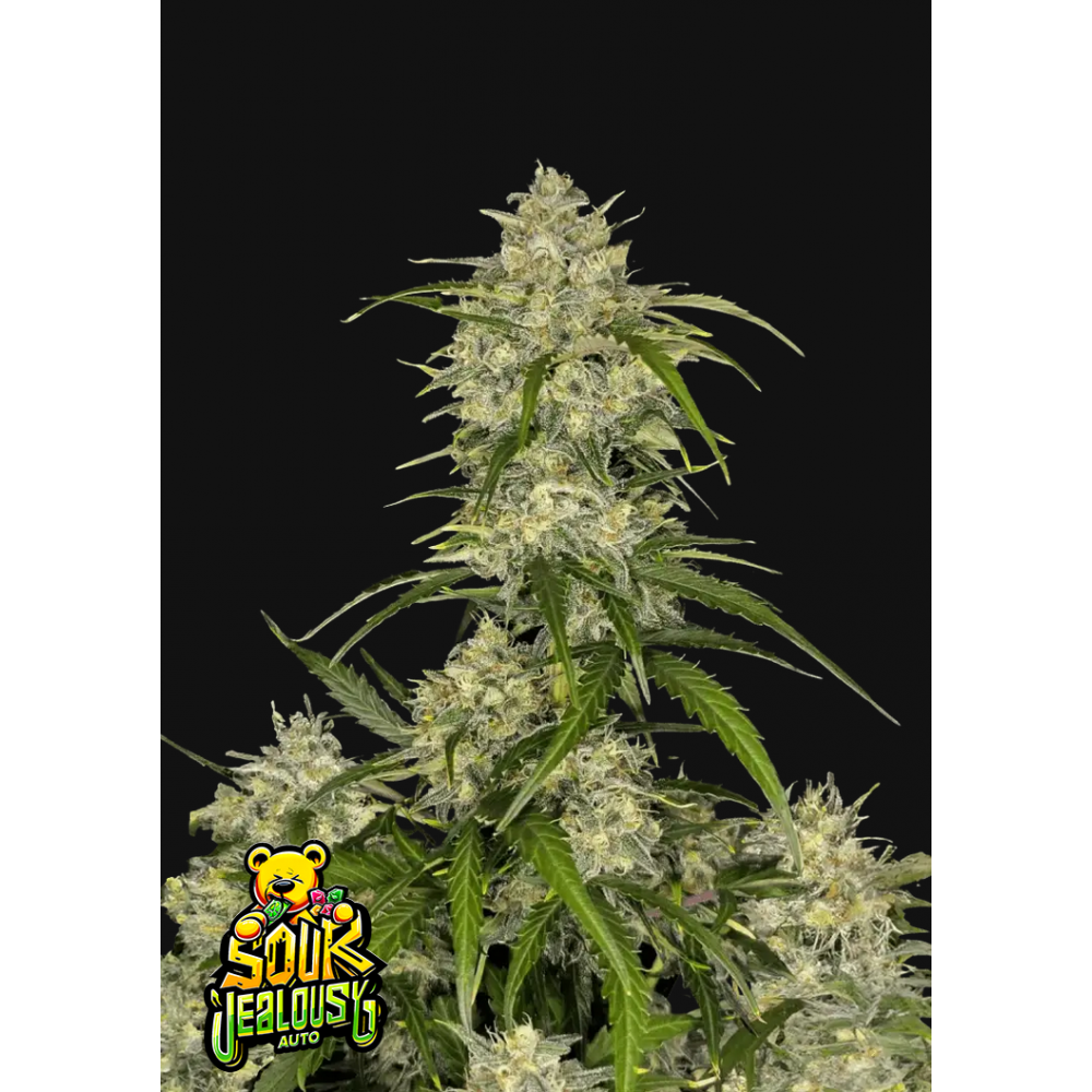Fast Buds Sour Jealousy automatic Hanfsamen