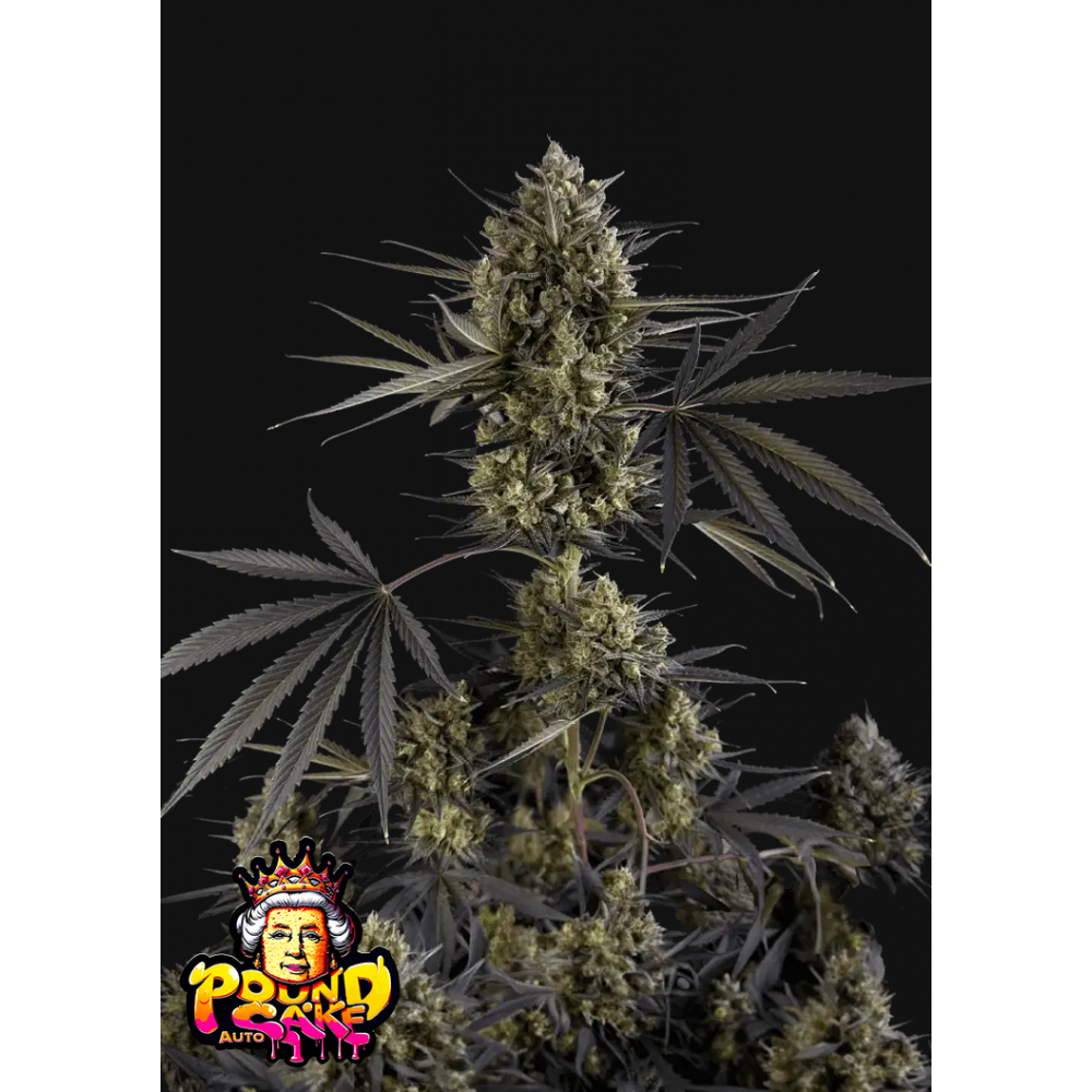 Fast Buds Pound Cake Automatic Hanfsamen