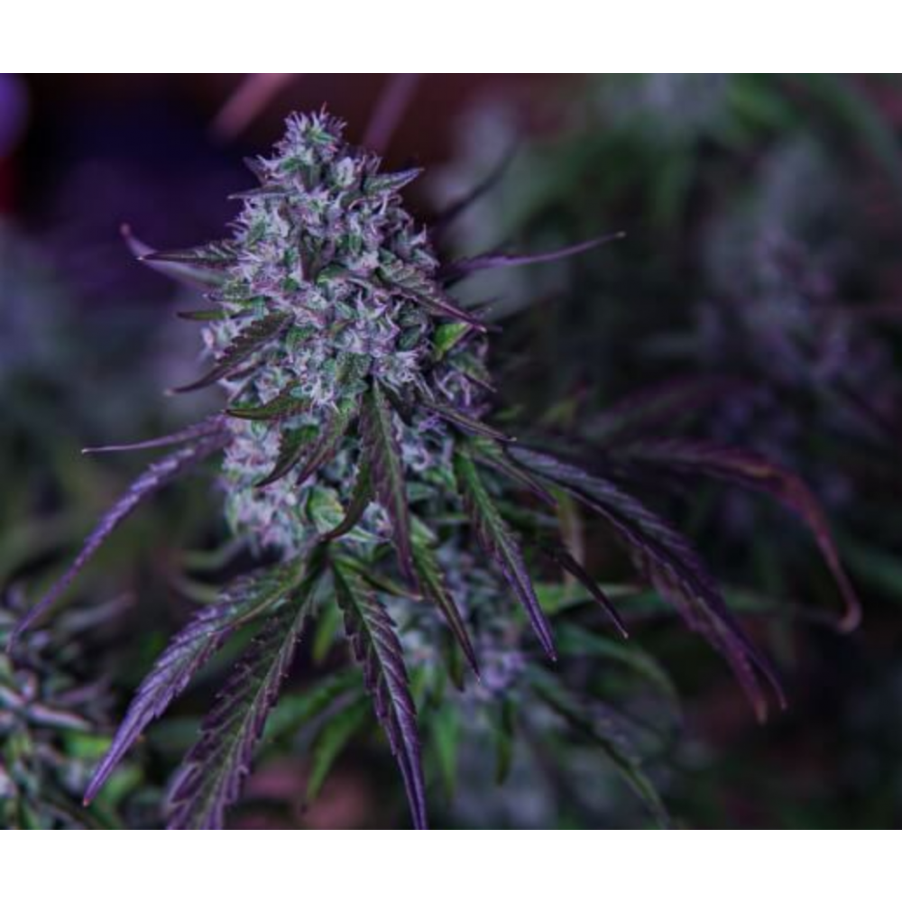 Mephisto Genetics 3Wok OG Automatic Hanfsamen