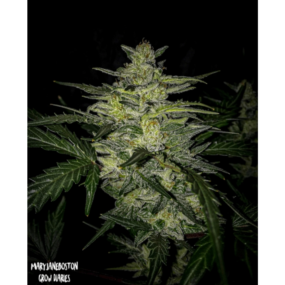 Mephisto Genetics Skylar White Automatic Hanfsamen