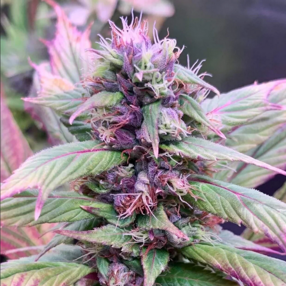 TerpyZ Mutant Genetics Spicy Temptation GPP Reguläre Hanfsamen
