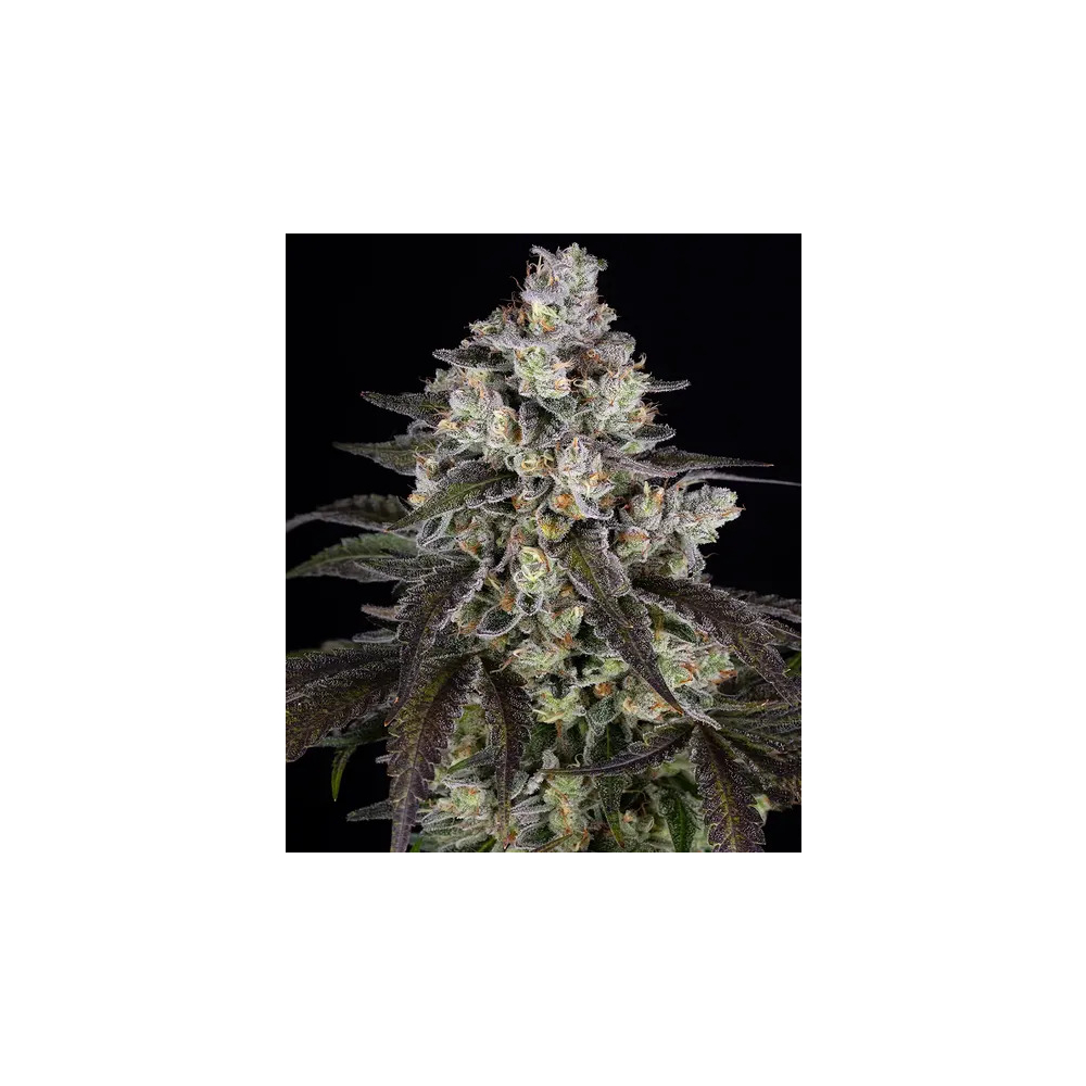 Barney Farm Trainwreck Cannabis Blüte
