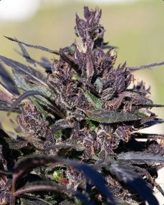 Ace Seeds Hondura Reguläre Hanfsamen Cannabisblüte