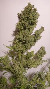 Malawi x NL Auto