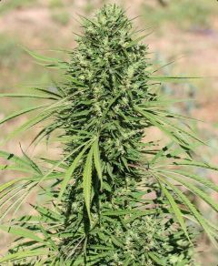 ACE Seeds Morocco Beldia Kif Feminisierte Hanfsamen Cannabisblüte