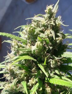 Oaxaca A5 Haze Feminisiert