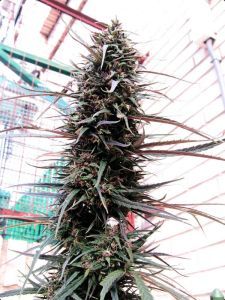 Ace Seeds Purple Haze x Malawi Reguläre Hanfsamen Cannabisblüte