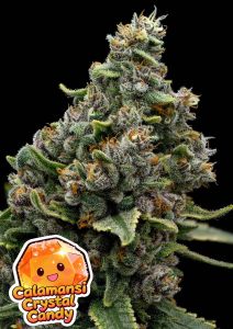 Anesia Seeds Calamansi Crystal Candy Feminisierte Cannabissamen Blüte