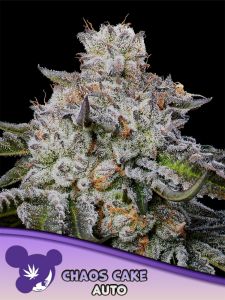 Chaos Cake Auto