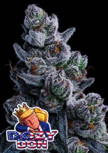 Anesia Seeds Free Dozy Don Feminisierte Cannabissamen Blüte