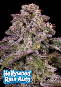 Anesia Seeds Hollywood Rain Automatic Cannabissamen Blüte