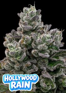 Anesia Seeds Hollywood Rain Feminisierte Cannabissamen Blüte