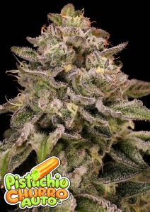 Anesia Seeds Pistachio Churro Automatic Cannabissamen Blüte