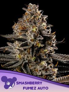 Anesia Seeds Smashberry Fumez automatic Cannabisblüte
