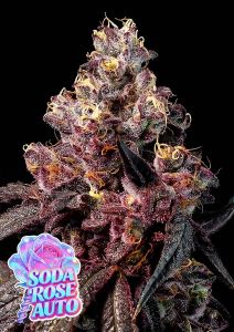 Anesia Seeds Soda Rose Automatic Cannabissamen Blüte