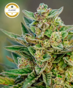Froot by the Foot Auto
