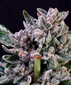 Atlas Seeds Gelato 41 Feminisierte Hanfsamen