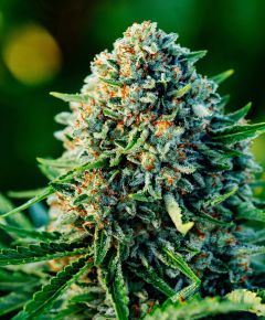 Humboldt Seed Gummibears Automatic Hanfsamen Cannabisblüte