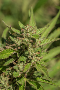 Atlas Seeds Mendo Breath Feminisierte Hanfsamen