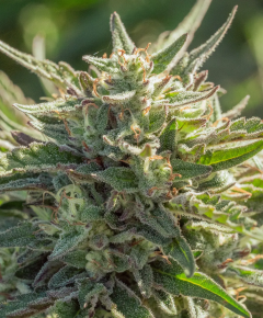 Atlas Seeds Mythic Cheetah Feminisierte Hanfsamen