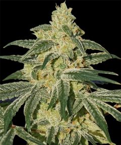 Afghan Hash Plant Regulär
