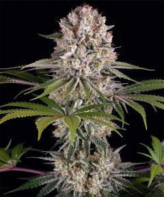 Amnesia Haze Feminisiert
