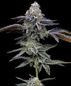 Blue Dream Feminisiert