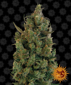 Blue Cheese Feminisiert