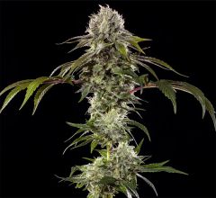Barneys Farm Durban Poison F1 Hanfsamen Blüte