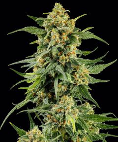Skunk #1 Feminisiert