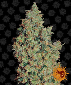 Tangerine Dream Feminisiert