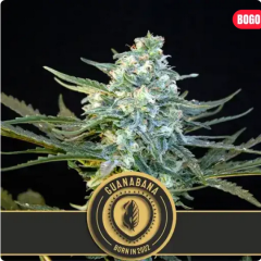 Blimburn Seeds Guanabana Feminisierte Hanfsamen