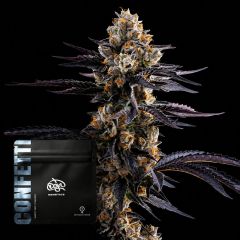 Doja Exclusive Confetti Feminisierte Cannabissamen