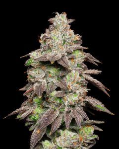 Cookies Seed Bank Fired Banana Feminisierte Hanfsamen Cannabisblüte