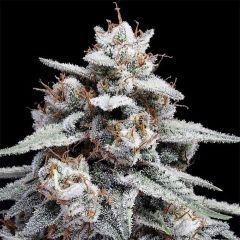 DNA Genetics Skywalker Kush Automatic Hanfsamen Cannabisblüte