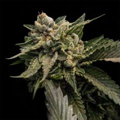 DNA Genetics Strawberry Sorbet Feminisierte Hanfsamen Cannabisblüte