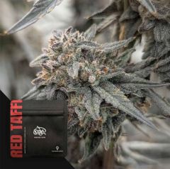 Doja Red Taffi Feminisierte Cannabissamen Blüte