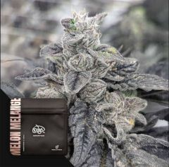 Doja Melon Melange Feminisierte Cannabissamen Blüte