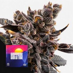 Doja Exclusive Sapphire Solstice Feminisierte Cannabissamen