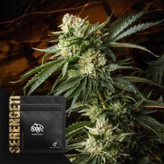 Doja Serengeti Reguläre Cannabissamen Blüte