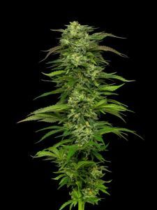 Dream Queen Auto