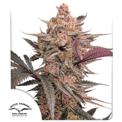 Dutch Passion Blue Applez Feminisierte Hanfsamen Cannabisblüte