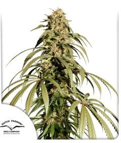 Dutch Passion Ice Cream Haze Feminsierte Hanfsamen Cannabisblüte