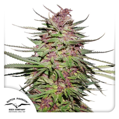 Dutch Passion Purple #1 Hanfpflanze Blüten