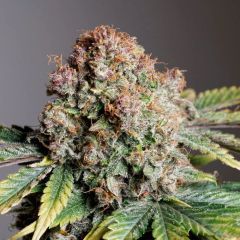 Dutch Passion Strawberry Soda Automatic Hanfsamen Cannabisblüte