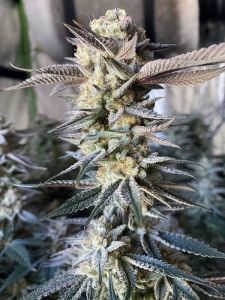 Elev8 Seeds Huckleberry Punch Feminisierte Hanfsamen Cannabisblüte