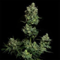 Elev8 Seeds Oregon Apple Trail Feminisierte Hanfsamen Cannabisblüte