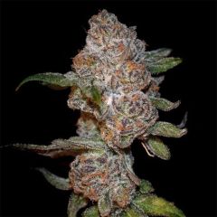 Elev8 Seeds Punch Drunk Ape Feminisierte Hanfsamen Cannabisblüte