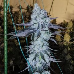 Ethos Genetics All The Sauces R1 Feminisierte Blüte