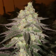 Banana Daddy RBX2 Auto